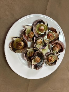 Vieira del pacifico - Imagen 1